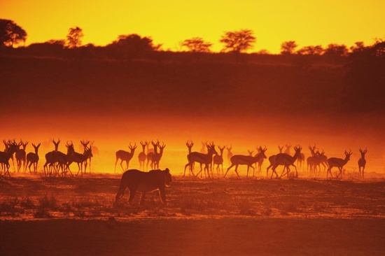 lions-and-gazelle-in-africa.jpg